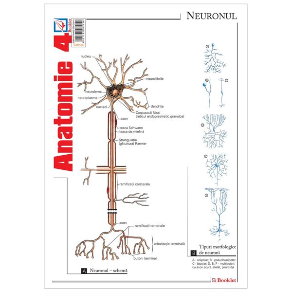 Pliant Anatomie 4
